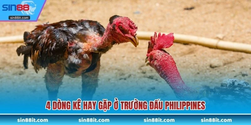 4 dòng kê hay gặp ở trường đấu Philippines