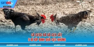 Đá gà cựa sắt