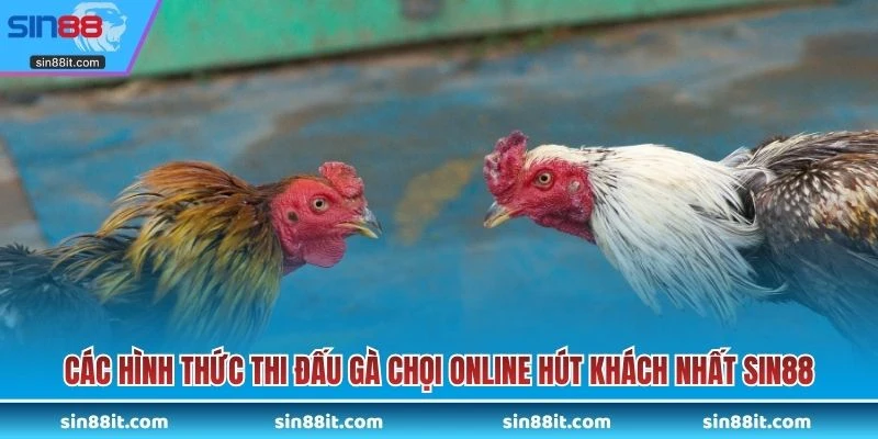 Các hình thức thi đấu gà chọi online hút khách nhất SIN88