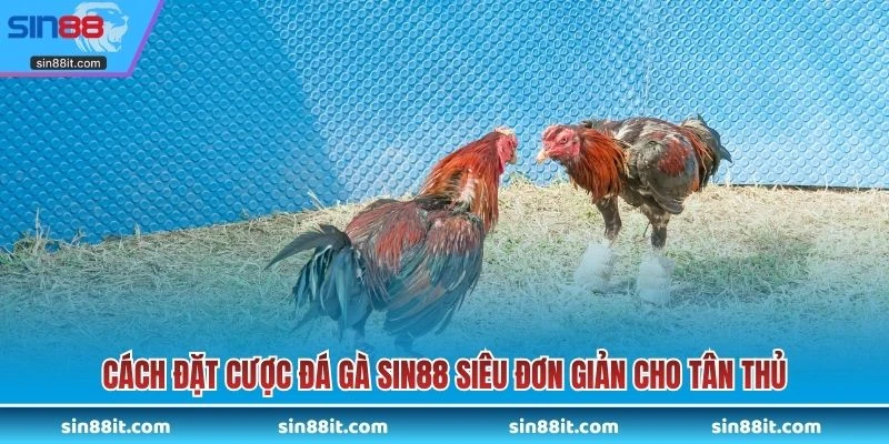 Cách đặt cược đá gà SIN88 siêu đơn giản cho tân thủ