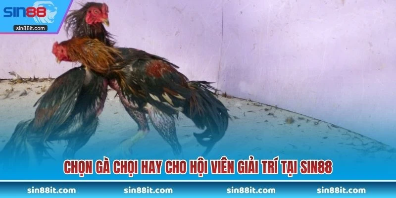 Chọn gà chọi hay
