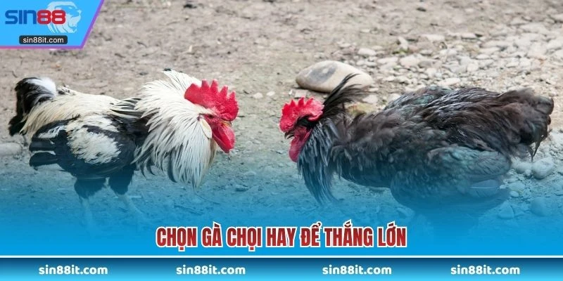 Chọn gà chọi hay để thắng lớn