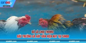 Đá gà chọi Thomo