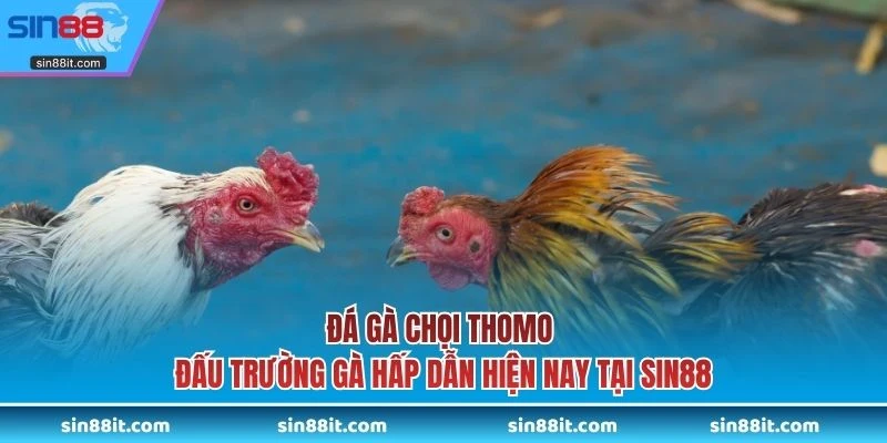 Đá gà chọi Thomo
