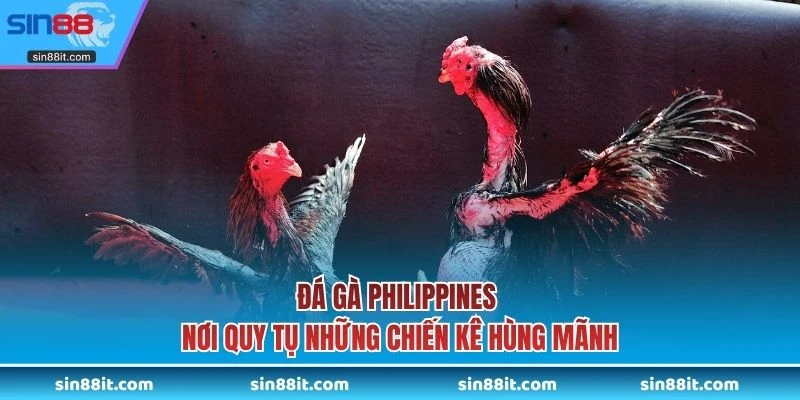Đá gà dao Philippines
