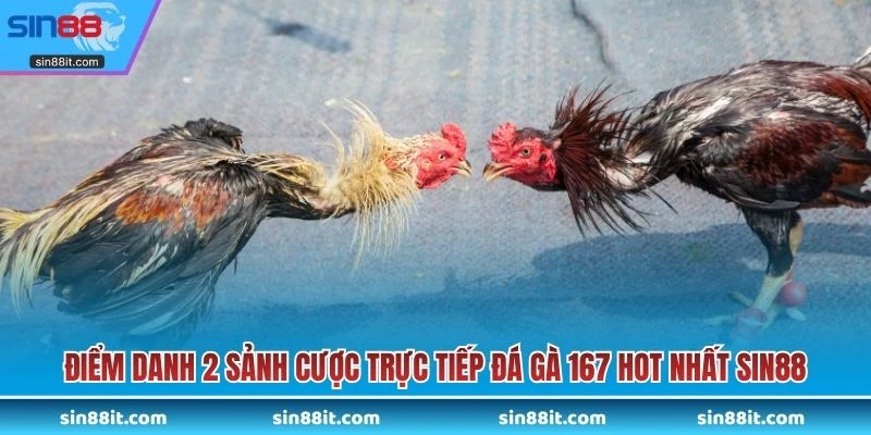 Điểm danh 2 sảnh cược trực tiếp đá gà 167 hot nhất SIN88