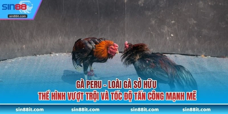 Gà Peru - Loài gà sở hữu thể hình vượt trội và tốc độ tấn công mạnh mẽ