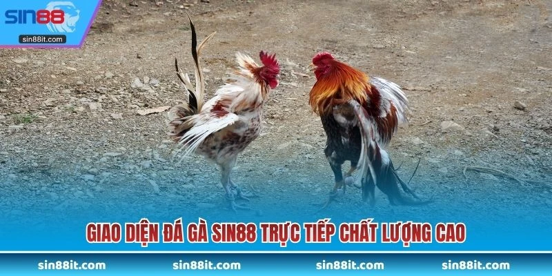 Giao diện đá gà SIN88 trực tiếp chất lượng cao