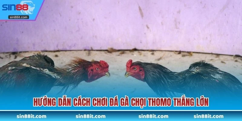 Hướng dẫn cách chơi đá gà chọi Thomo thắng lớn