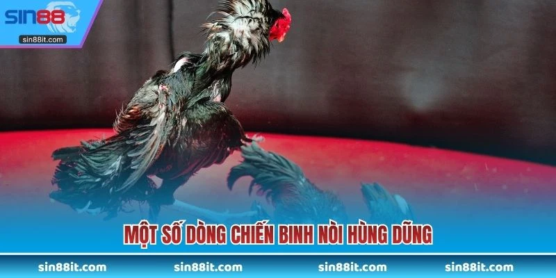 Một số dòng chiến binh nòi hùng dũng