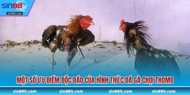 Một số ưu điểm độc đáo của hình thức đá gà chọi Thomo