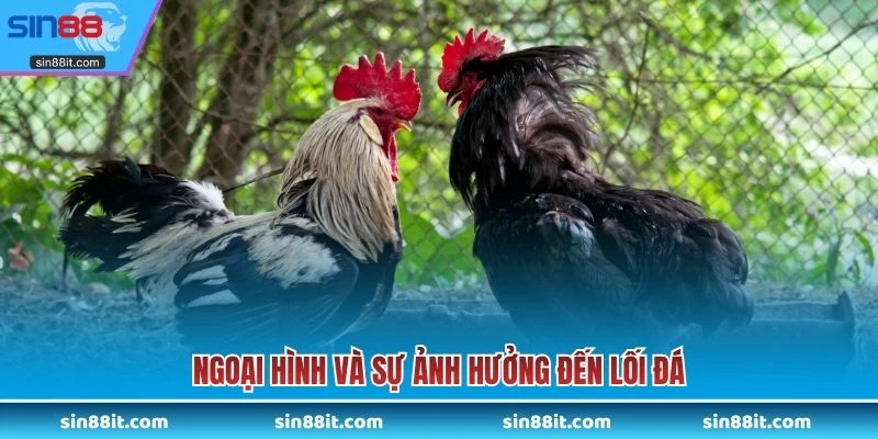 Ngoại hình và sự ảnh hưởng đến lối đá