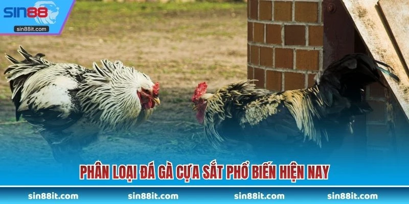 Phân loại đá gà cựa sắt phổ biến hiện nay