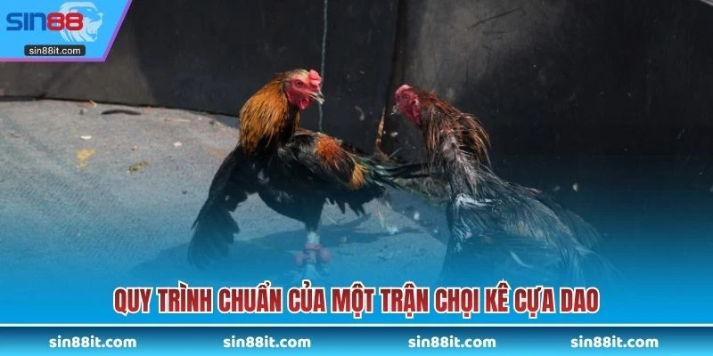 Quy trình chuẩn của một trận chọi kê cựa dao