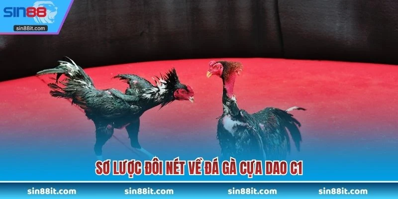 Sơ lược đôi nét về đá gà cựa dao C1