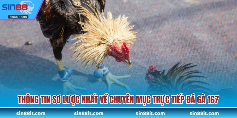 Thông tin sơ lược nhất về chuyên mục trực tiếp đá gà 167
