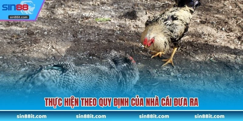 Thực hiện theo quy định của nhà cái đưa ra
