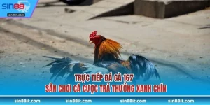 trực tiếp đá gà 167