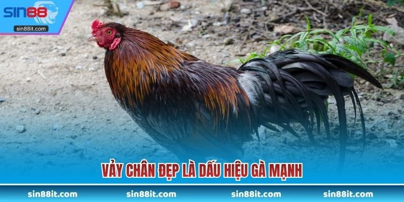 Vảy chân đẹp là dấu hiệu gà mạnh