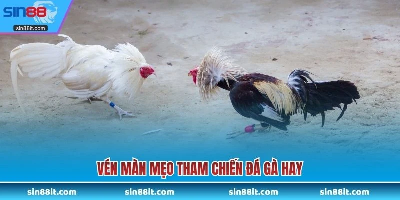 Vén màn mẹo tham chiến đá gà hay